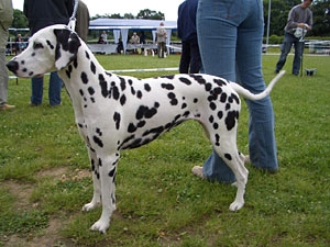 bionda2005