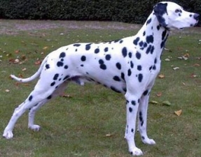 duke