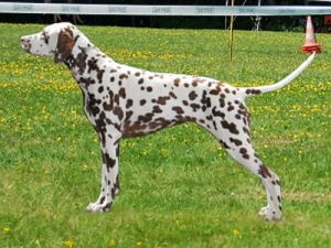 hazel2008